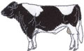 Holstein Bull 