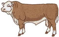 Polled Hereford 