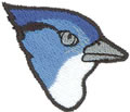 Blue Jay Head