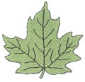 Sugar Maple Leaf