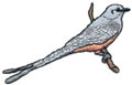 Scissor - Tailed Flycather