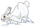 Snowshoe Rabbit 