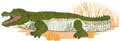 Large Alligator 